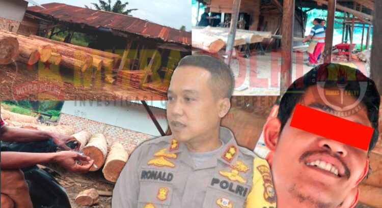 ILEGAL LOGGING: Beberapa dokumentasi kegiatan pengolahan kayu ilegal hasil perambahan hutan di sawmill milik Panjuse di Desa Simalinyang, Kecamatan Kampar Kiri Tengah, Kabupaten Kampar beserta foto salah satu pelaksana/pengawas yang ditemui di lokasi sawmill (foto paling kanan). (Foto: Dok/Mitrapolri.com)